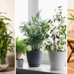 5 Plantas Poderosas para atrair prosperidade e harmonia em casa por