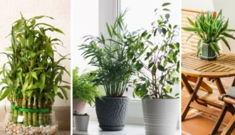 5 Plantas Poderosas para atrair prosperidade e harmonia em casa por