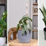 5 plantas para deixar a casa mais fresca em dias quentes