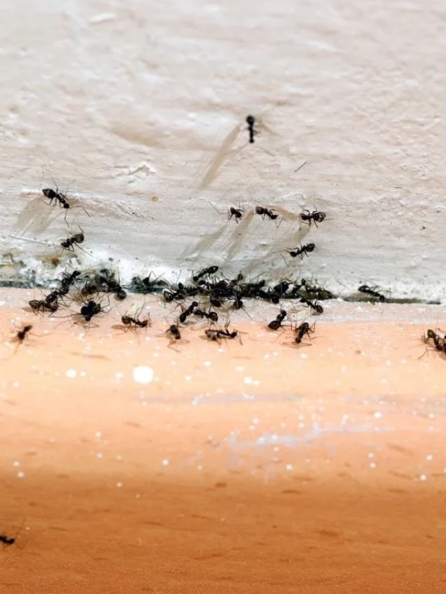 Infestação de formiga em casa