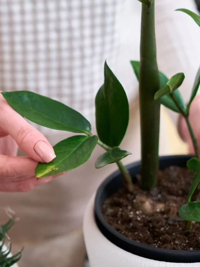 Zamioculca Problemas Comuns de Saúde da Planta