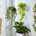 11 Plantas Que Protegem e Decoram Luxuosamente Sua Casa