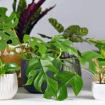 5 Plantas que Você Deve Evitar na Decoração Para Proteger Sua Casa