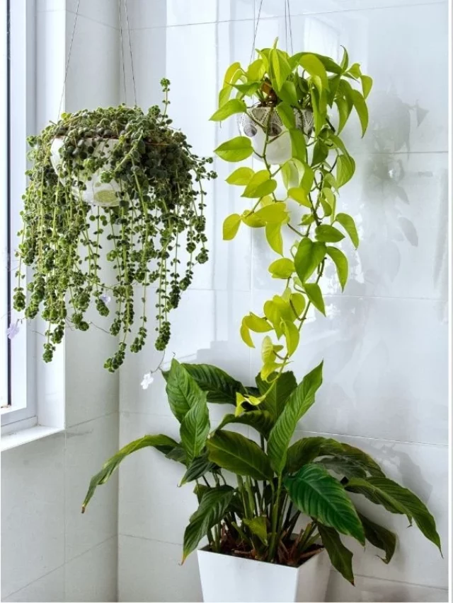 11 Plantas Que Protegem e Decoram Luxuosamente Sua Casa