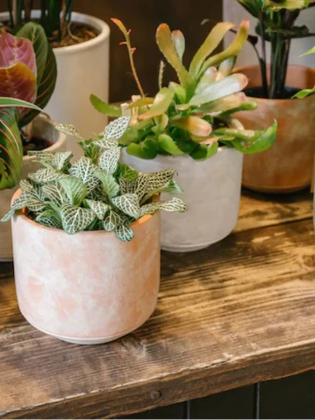 5 Plantas Para Dentro de Casa Que Atraem Prosperidade