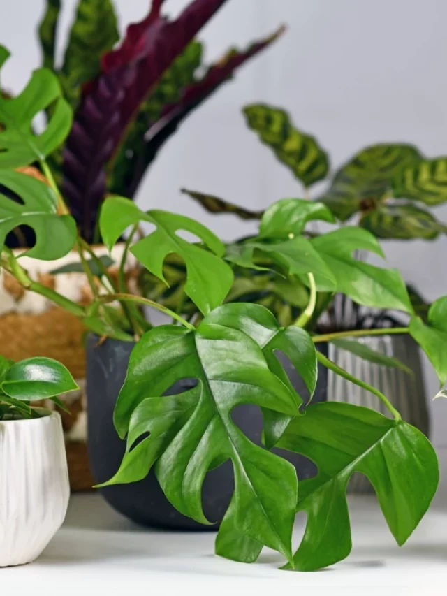 5 Plantas que Você Deve Evitar na Decoração Para Proteger Sua Casa