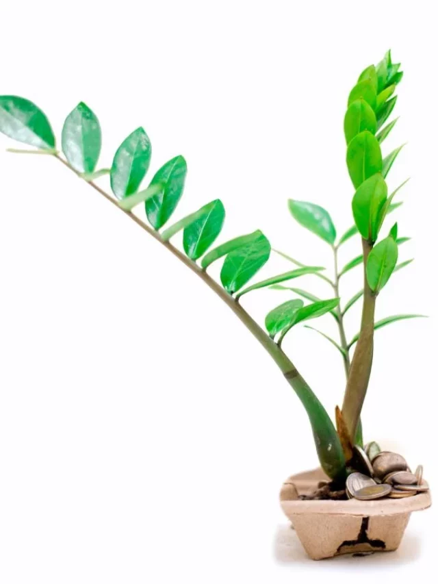 Planta da Fortuna 7 Motivos para Ter uma Zamioculca em Casa