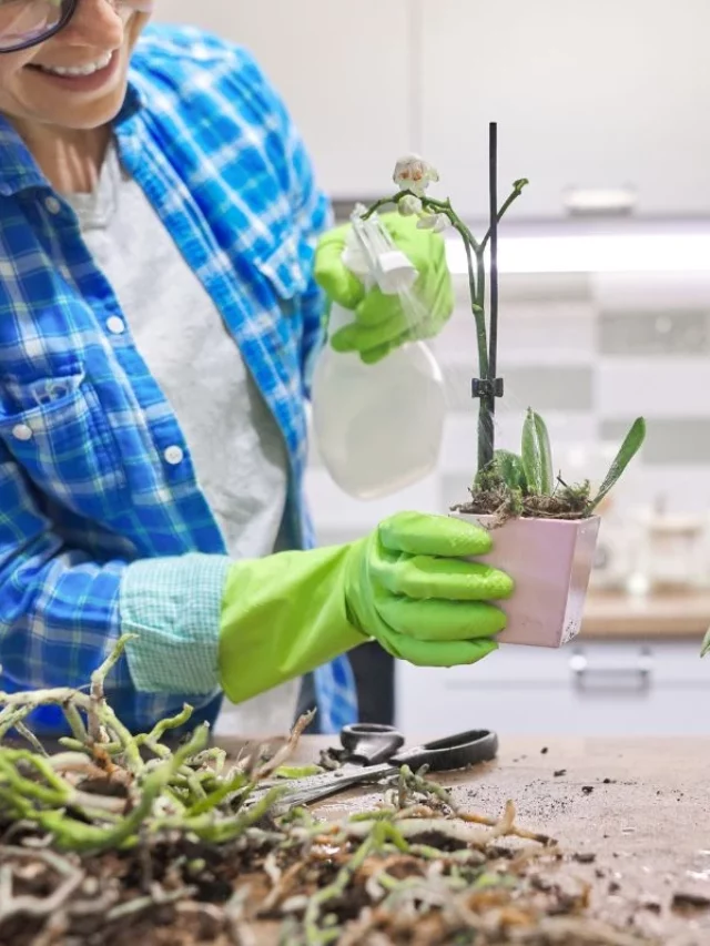 Como cuidar de orquídeas depois que as flores caem