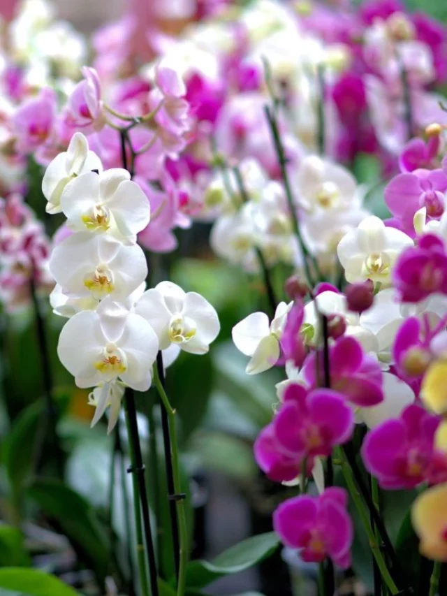 Quais são os tipos de orquídeas que existem