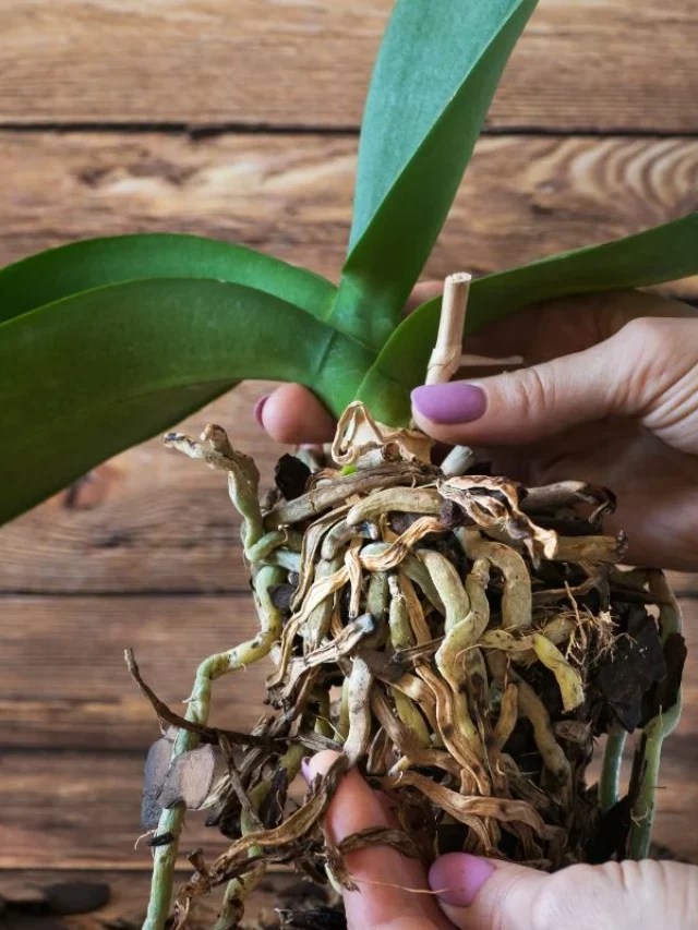 como fazer muda de orquidea pela haste