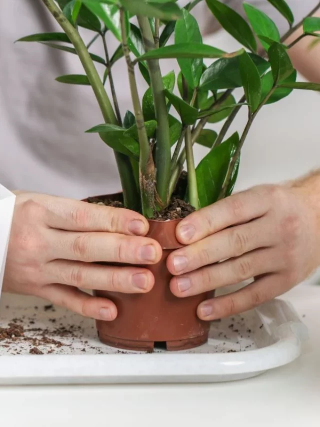 Como Cuidar de Uma Planta Zamioculca