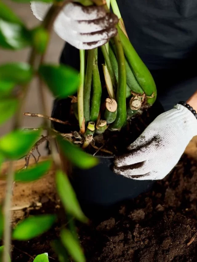 Pode Colocar Borra de Café Na Zamioculcas (2)