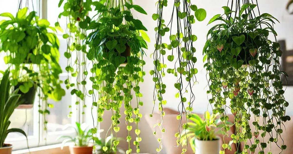 Como escolher a planta ideal para sua casa