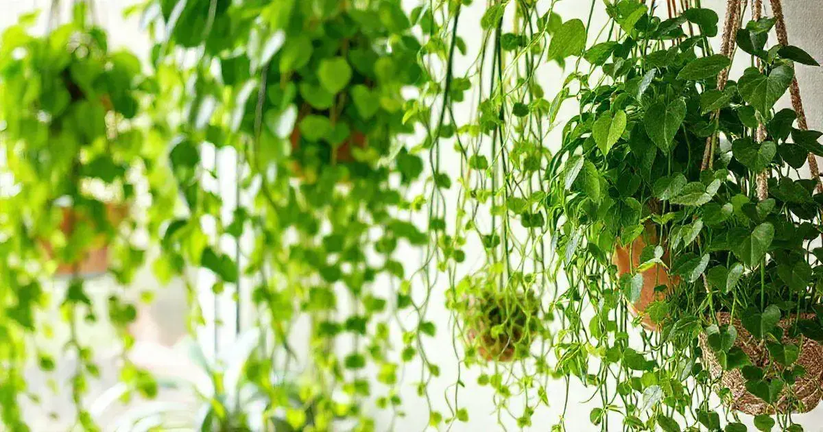 O que são plantas pendentes?