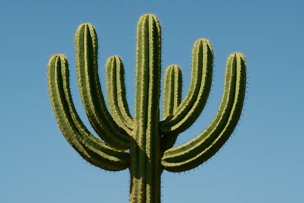 cacto candelabro detalhes cuidados Mãos cuidando de cacto candelabro com ramos colunares e espinhos visíveis em ambiente interno minimalista
