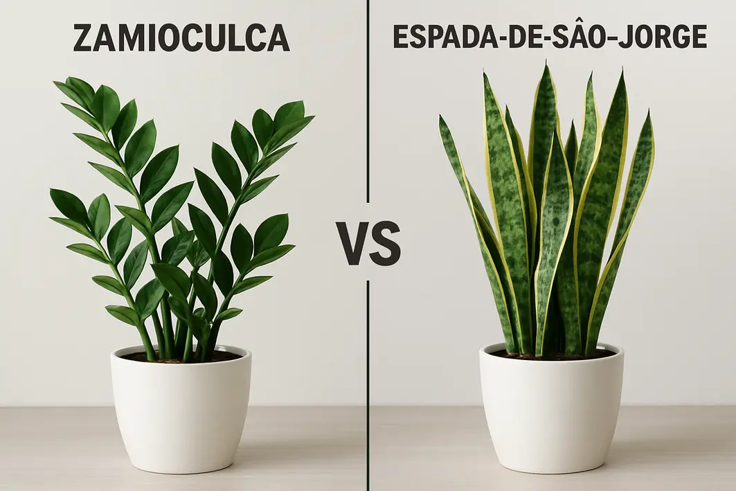 cuidado zamioculca espada sao jorge Mãos femininas cuidando de zamioculca e espada de São Jorge em vasos de cerâmica neutros